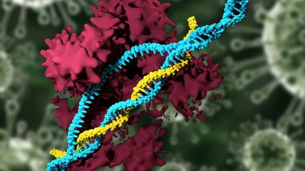 Die Gen-Schere Crispr/Cas9 (rot) ermöglicht Änderungen im Erbgut (blau), wie sie auch bei konventioneller Züchtung vorkommen. Das stellt Sinn und Durchsetzbarkeit bestehenden Gentechnik-Gesetze in Frage.