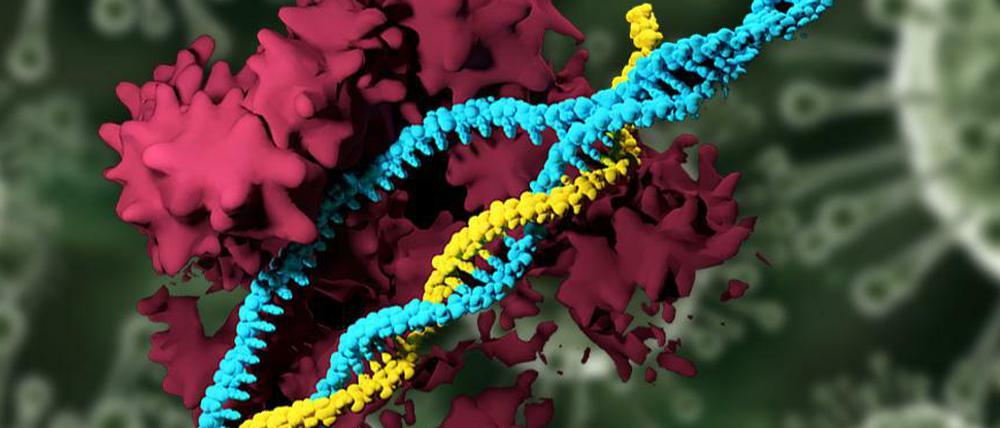Die Gen-Schere Crispr/Cas9 (rot) ermöglicht Änderungen im Erbgut (blau), wie sie auch bei konventioneller Züchtung vorkommen. Das stellt Sinn und Durchsetzbarkeit bestehenden Gentechnik-Gesetze in Frage.