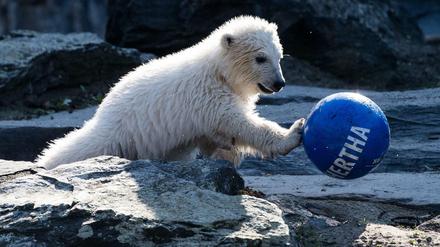 Mit blau-weißem Ball.