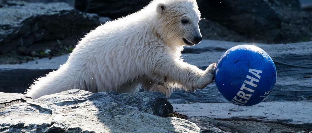 Mit blau-weißem Ball.
