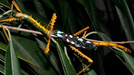 Das Männchen von Achrioptera maroloko zeigt eine gelb-schwarze Warnfärbung.