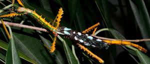 Das Männchen von Achrioptera maroloko zeigt eine gelb-schwarze Warnfärbung.