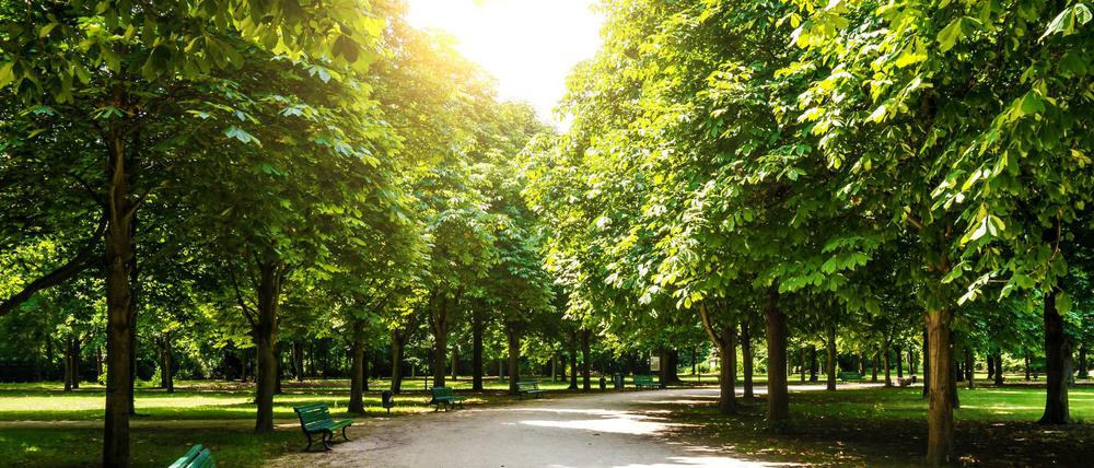 Prächtige Fläche: Der Berliner Tiergarten im Sommer.
