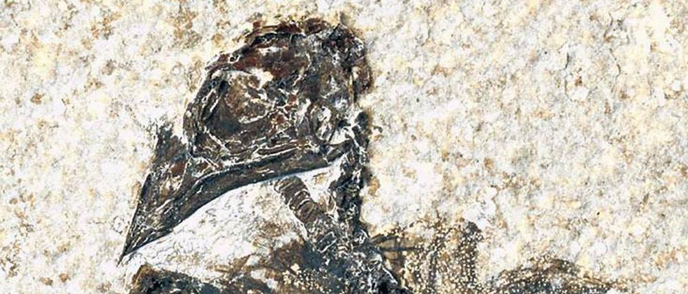 Spätzle a la Fossil. Einer der frühesten bekannten Körnerfresser (Eofringillirostrum boudreauxi) lebte vor 50 Millionen Jahren.