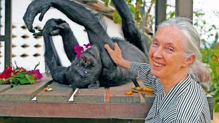 Affinität. Schon als Kind wollte Jane Goodall „mit wilden Tieren leben“. 