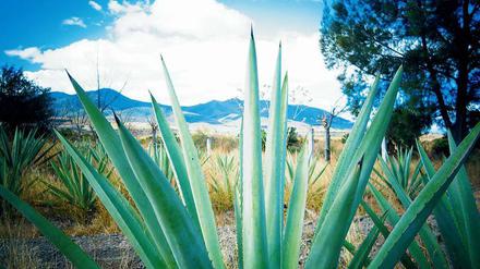 Raues Land, stolze Tradition. Oaxaca im Süden Mexikos ist die Heimat des Mezcal.