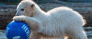 Enge Ballführung. Eisbärin Hertha zeigt ihr Talent.