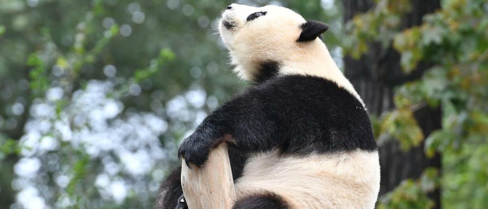 Klettermaxe und Genießerin. Meng Meng erfreut seit Juli 2017 die Besucher im Zoo. 