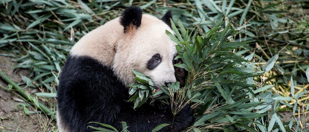 Panda Xing Er vor der Abreise nach Dänemark