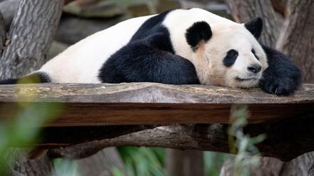 Papa in spe? Panda-Männchen Jiao Qing liegt auf einem Holzpodest in seinem Gehege im Berliner Zoo.