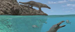 Vier Beine, kleine Hufe, Schwanz - so sahen die Vorfahren der Wale aus, zeigt ein Fund in Peru. 