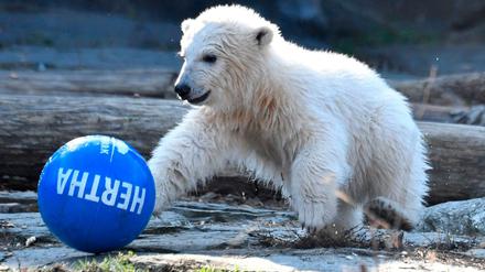 Einfach süß. Eisbärchen mit Herta-Ball.