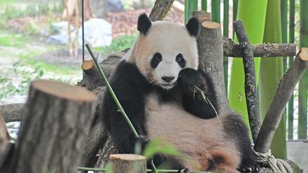 Ihre Östrogenwerte sind hoch: Die Panda-Dame Meng Meng im Zoo Berlin. 