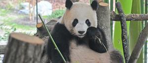 Ihre Östrogenwerte sind hoch: Die Panda-Dame Meng Meng im Zoo Berlin.