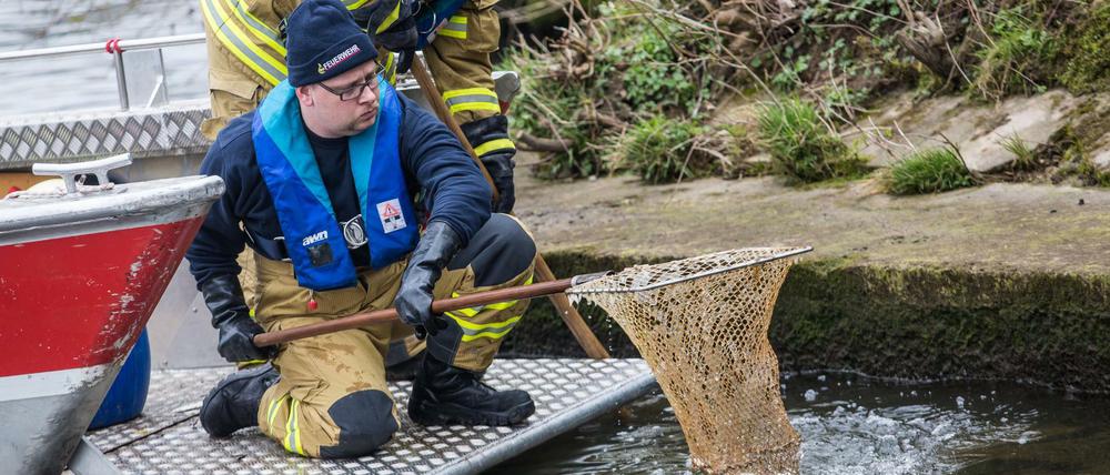 Einsatzkräfte der Feuerwehr Heilbronn holen mit einem Kescher tote Fische aus der Schozach.