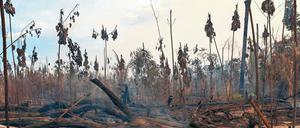 Verbrannte Erde, verbrannter Wald. Im südlichen Amazonasbecken soll die Operation Green Wave des brasilianischen Umweltinstituts der Abholzung Einhalt gebieten. 