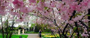 Kirschblüten in den Gärten der Welt in Marzahn-Hellersdorf.