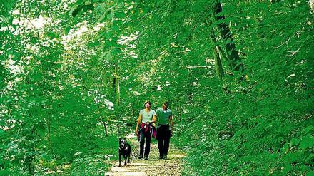 Stammland. Irgendwie gehört der Mensch noch immer in den Wald. 