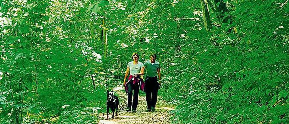 Stammland. Irgendwie gehört der Mensch noch immer in den Wald.