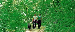 Stammland. Irgendwie gehört der Mensch noch immer in den Wald.