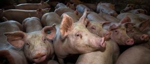 Viele Schweine, viel Gülle. Die Hinterlassenschaften der Massentierhaltung sind ein Problem für die Umwelt.