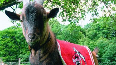 Das ist Hennes, ein Geißbock. Das Maskottchen des großen 1. FC Köln. Dessen Motto: "spürbar anders".