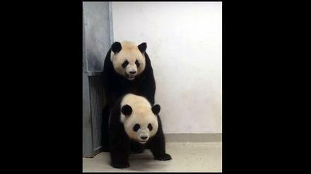 Einer von sieben Paarungsversuchen der beiden Pandas.