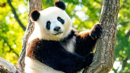 Panda-Weibchen Meng Meng.