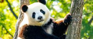 Panda-Weibchen Meng Meng.