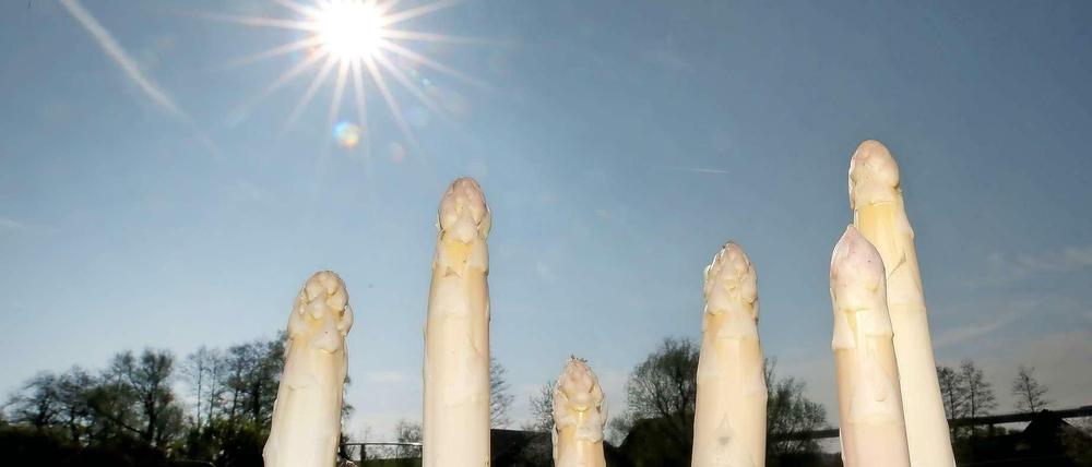Die Spargel-Saison ist eröffnet. Und es muss nicht immer Beelitzer sein, findet Zweisternekoch Sebastian Frank.