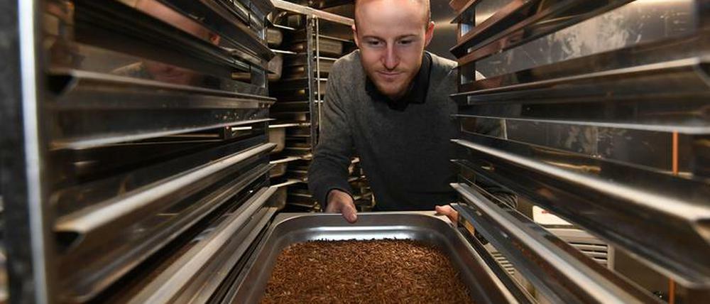Lecker Larven. Sebastian Demtröder, wissenschaftlicher Mitarbeiter an der Hochschule Bremerhaven, steht im Forschungslabor vor einer Schale mit Mehlkäfern im Larvenstadium. Soja und Fischmehl sind als Eiweißlieferanten zentrale Bestandteile von Futtermittel - und umstritten. Insekten könnten eine Alternative sein.