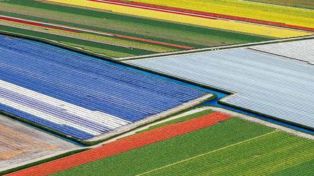 Garten von Europa. Blütezeit auf dem Keukenhof im holländischen Lisse. 