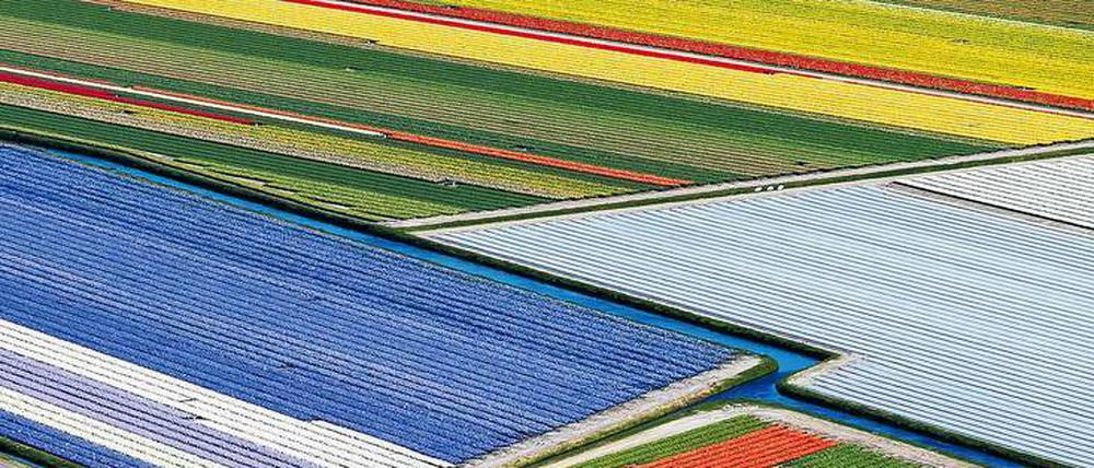 Garten von Europa. Blütezeit auf dem Keukenhof im holländischen Lisse. 
