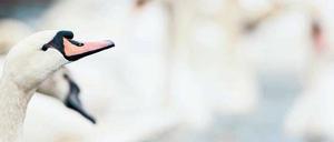 Noch ist keine Badesaison. So eine Schwanerei.