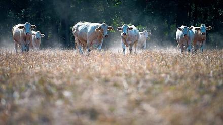 2018 war der trockenste Sommer in der Region, die Folgeschäden sind noch immer nicht absehbar.