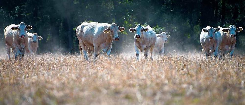 2018 war der trockenste Sommer in der Region, die Folgeschäden sind noch immer nicht absehbar.