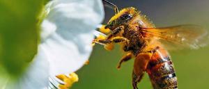 Ein Herz für Bestäuber. In Brandenburg sammeln zwei Volksinitiativen Unterschriften.