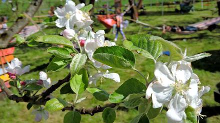 Baumblüten am Obstpanoramaweg in Werder.