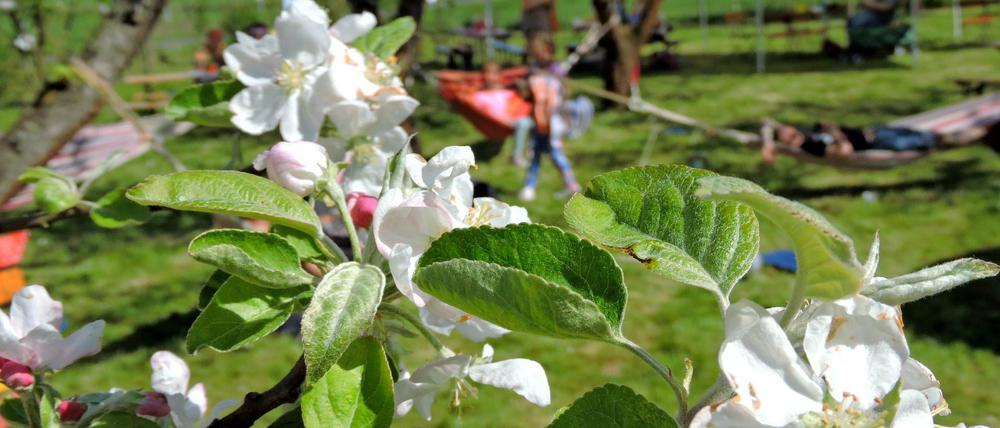 Baumblüten am Obstpanoramaweg in Werder.
