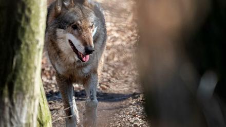 In der Wolfsanlage im Moritzburger Wildgehege sind die Wölfe noch sicher. 