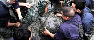 Die 90-jährige Schildkröte starb nach dem Versuch, sie zu befruchten.