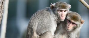 Rhesusaffen im Heidelberger Zoo.