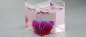 Mini-Herz aus menschlichem Gewebe: Der Prototyp hat die Größe eines Hasenherzens. 