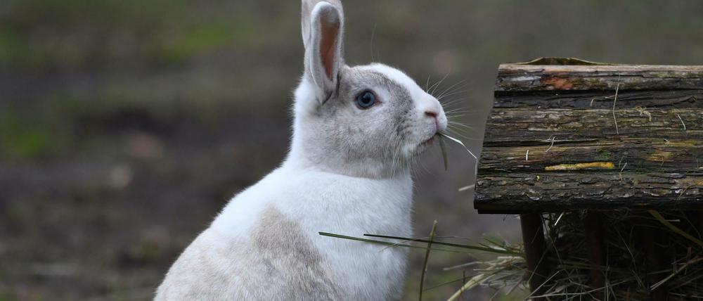 Dieses Kaninchen im Berliner Tierpark hat sogar ein Haus für sein Futter.