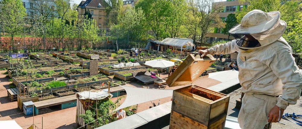 Bienen für Berlin. Hobbyimker Matthias Krümmel pflegt auf dem Dach vom Gemeinschaftsgarten Himmelbeet in Wedding seine Bienenvölker.