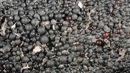 Meist nicht so schön bunt wie gern auf Bildern gezeigt: Mikroplastik
