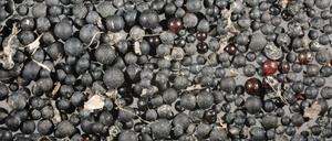 Meist nicht so schön bunt wie gern auf Bildern gezeigt: Mikroplastik