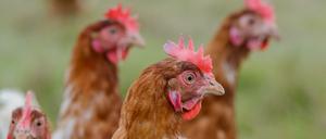 Legehennen in einem Betrieb für die Produktion von Eiern aus Freilandhaltung in Bergen im Landkreis Celle (Niedersachsen).