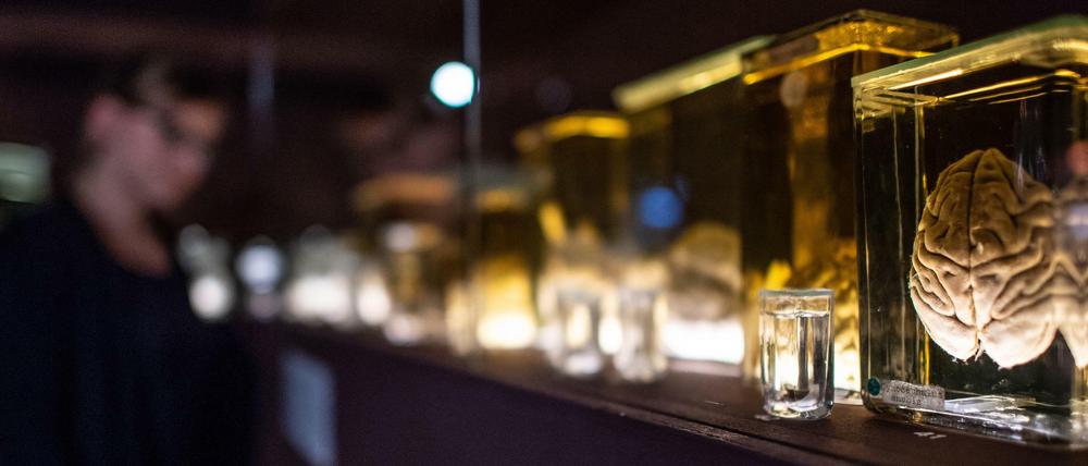 Foto der Ausstellung "Das Gehirn - Intelligenz, Bewusstsein, Gefühl", die im Naturkundemuseum in Münster zu sehen ist. 