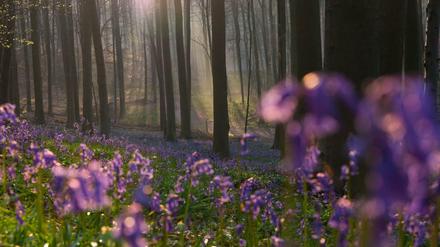 Der Hallerbos ist auch als «Blauer Wald» bekannt, wo die Hasenglöckchen Mitte April blühen und einen blauen Teppich bilden.